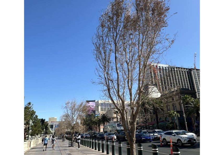 Most Bellagio Las Vegas Trees Planted to Replace Those Felled For F1 Now Dead