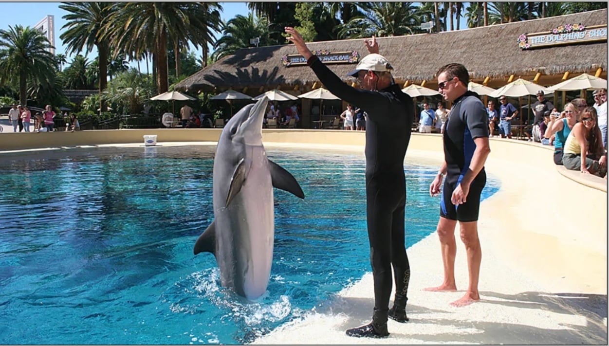 Mirage Las Vegas Sees Second Dolphin in Five Months Die