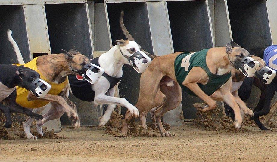 Lawmakers File Bill in Congress to Phase Out US Greyhound Racing Industry