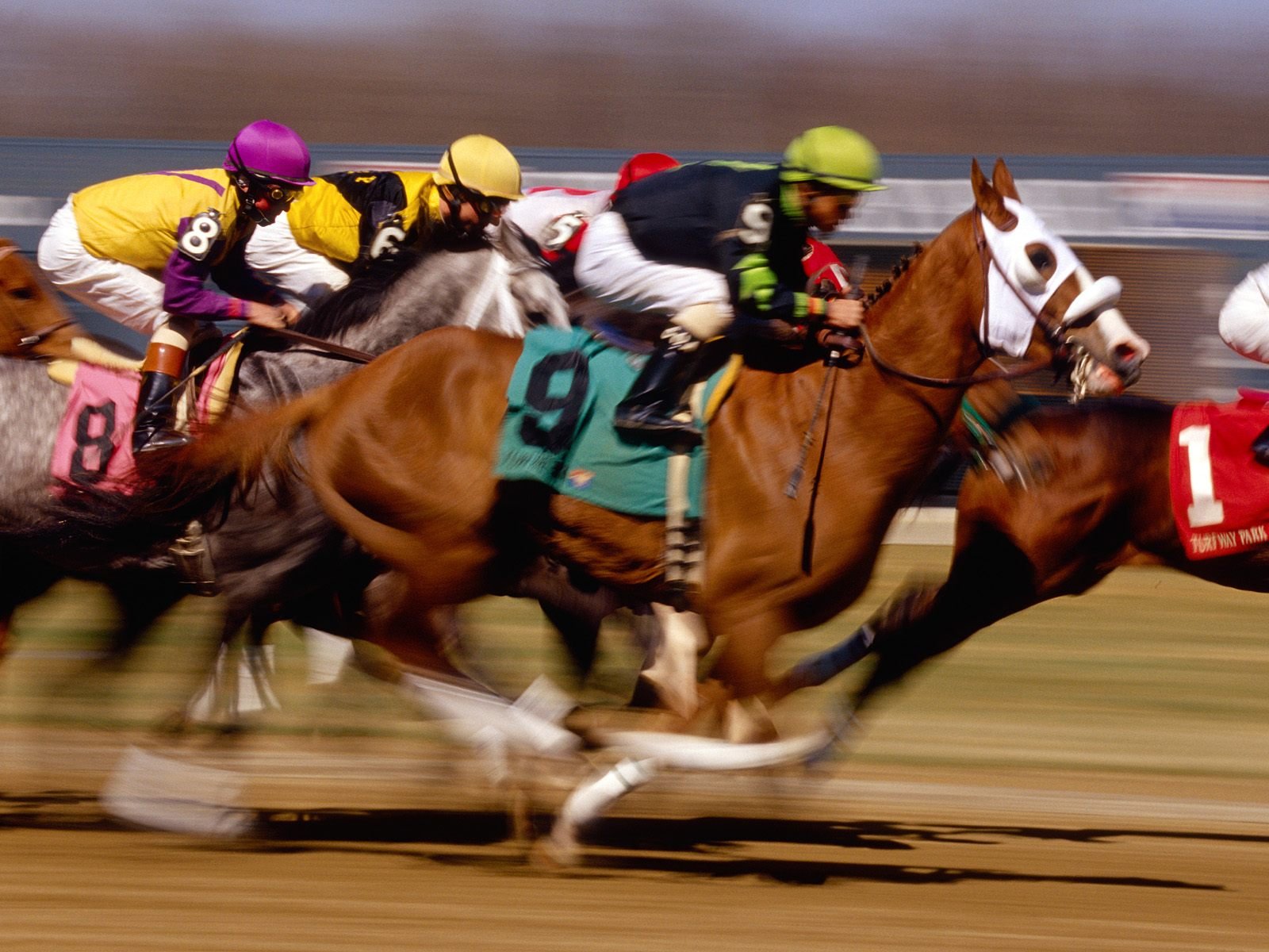 Arizona Will Allow Account Wagering for Horse and Dog Racing