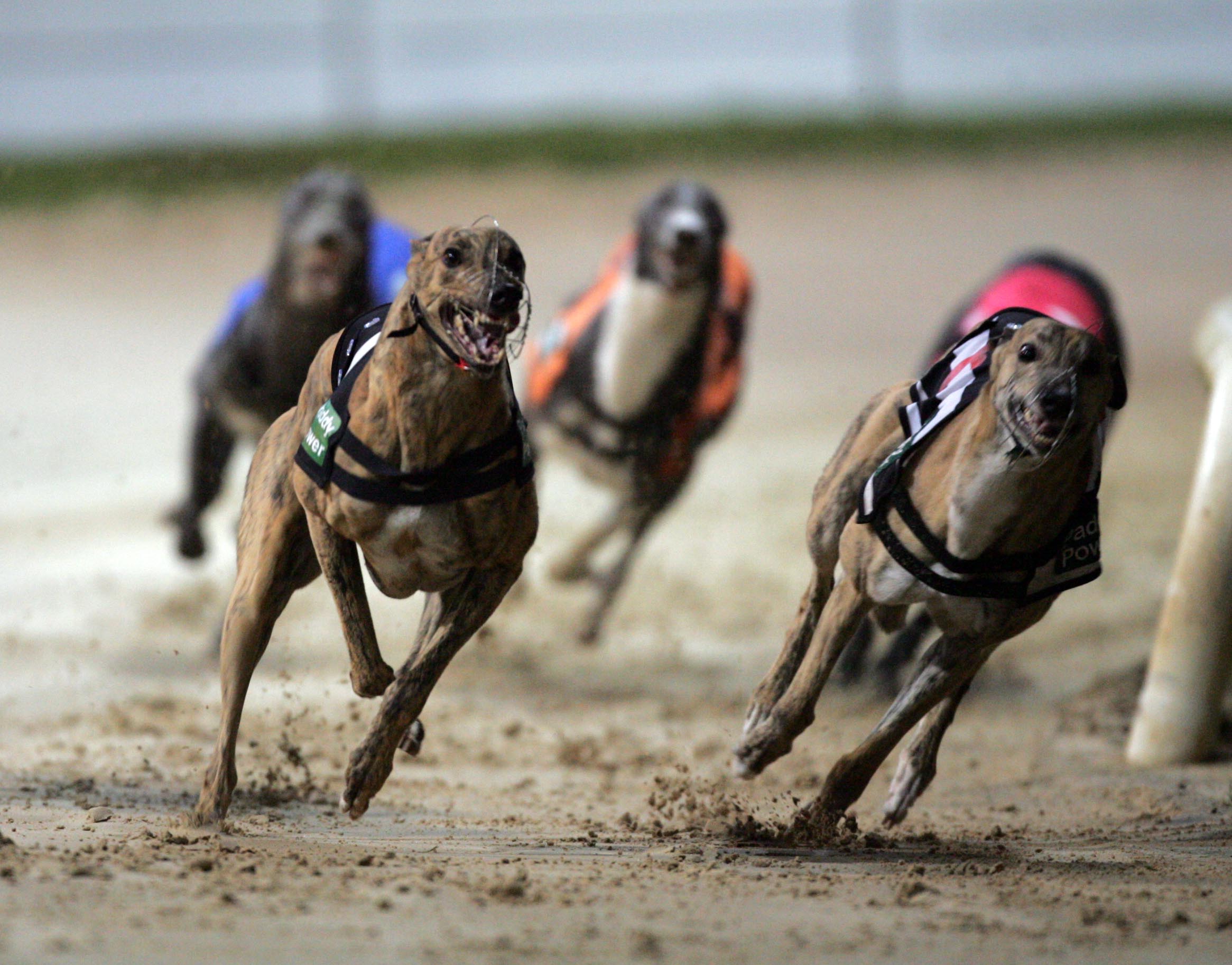 Casinos Seek Conscious Uncoupling from US Dog Racing