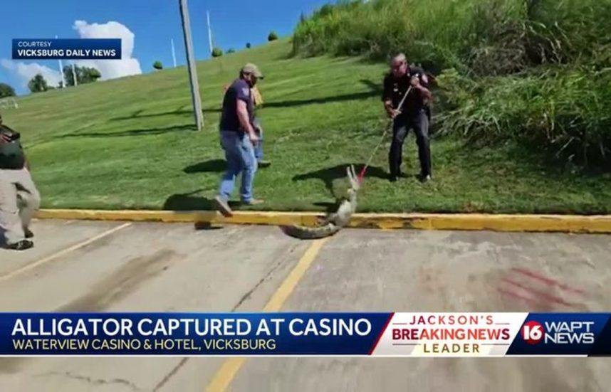 WaterView Casino in Mississippi Removes Unwanted Four-Legged Guest From Property